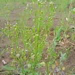 Erigeron canadensisFlower