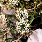 Lobularia maritimaBlüte