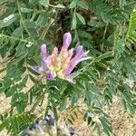 Astragalus lotiflorus Квітка