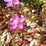 Spergularia purpurea Habitus