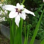 Gladiolus murielae Kwiat