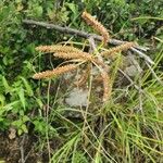 Cyperus rohlfsii Flower