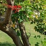 Erythrina corallodendron Blodyn