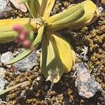 Centaurium erythraea Deilen