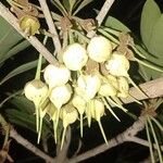 Madhuca longifolia Flower