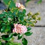 Rosa abietina 葉