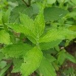 Campanula lactiflora Leaf