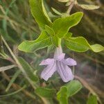 Ruellia prostrata Blüte