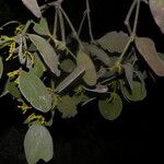 Phoradendron robustissimum Frunză