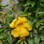 Dolichandra unguis-cati Blüte