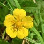 Potentilla reptans 花