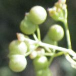 Bifora testiculata Плод