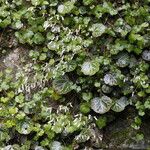 Saxifraga stolonifera Habit