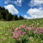 Anthyllis montana Fleur