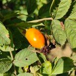 Rosa caninaFruit