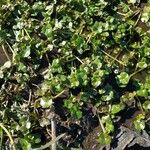 Ranunculus hederaceus Leaf