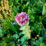 Sedum anacampseros Flower