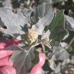 Atriplex laciniata Leaf