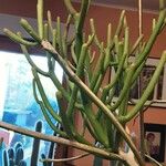 Euphorbia aphylla Hoja