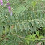 Vicia tenuifolia Blatt