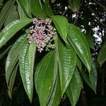 Miconia affinis Muu