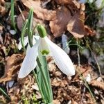 Galanthus plicatusKukka