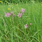 Lychnis flos-cuculi Blüte