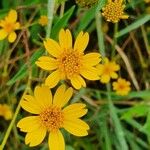 Aspilia mossambicensis Flower