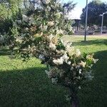 Ligustrum japonicum Habit