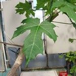 Cnidoscolus aconitifolius Blatt