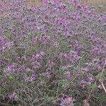 Dalea formosa ᱛᱟᱦᱮᱸ