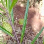 Gomphocarpus fruticosus Feuille