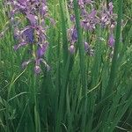 Iris spuria Habit