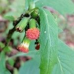 Crassocephalum crepidioides Flower