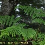 Dryopteris expansa Habitus