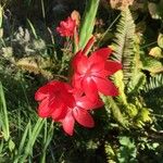 Hesperantha coccinea Blüte