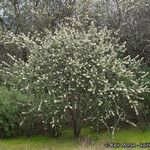 Ceanothus crassifolius Агульны выгляд