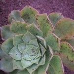 Aeonium valverdense Leaf