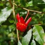 Ochna serrulata Flower