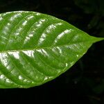 Palicourea acuminata Leaf