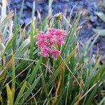 Mutellina purpurea Flower