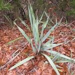 Yucca pallida Hábito