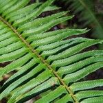 Polystichum munitum Foglia