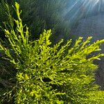 Baccharis sarothroides Hoja