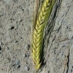 Triticum monococcum 果