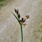 Schoenoplectus tabernaemontani Цветок
