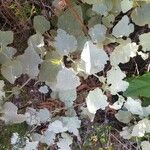 Abutilon grandifolium Flor