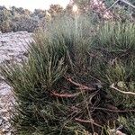 Ephedra foeminea Costuma