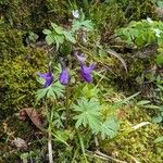 Delphinium tricorne পাতা