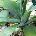 Agave attenuata Blatt